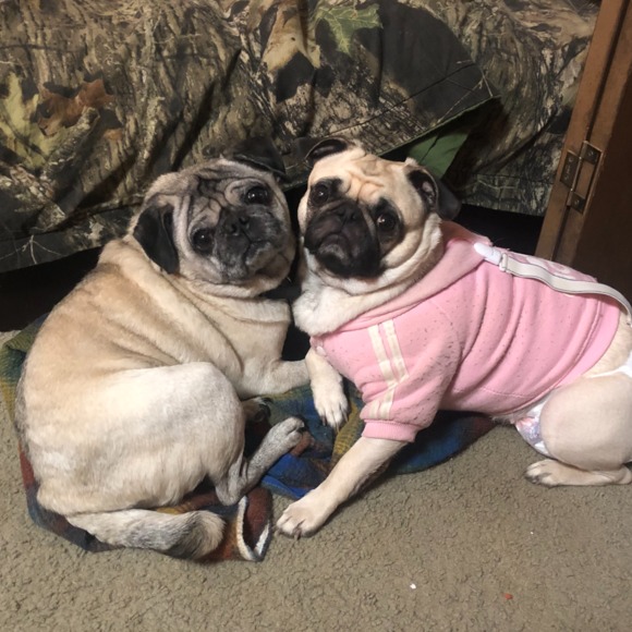 Meet your Posher, Clarice - Picture 4 of 8